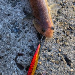 サゴタチESO三目釣り(^.^)