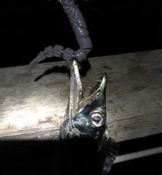 青、確保できず