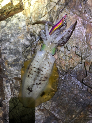 ムーンパワー炸裂