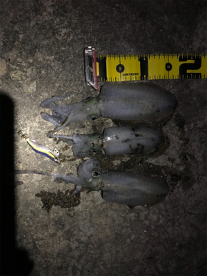 久しぶりにエギング