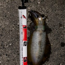 出だしはよかったのに…