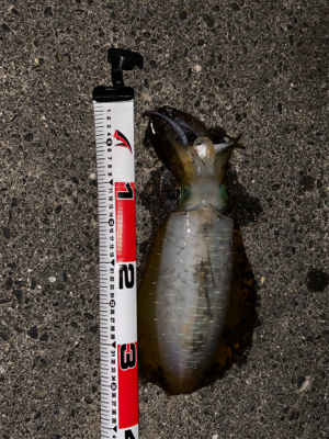 出だしはよかったのに…