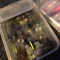 ヒイカ調査、広畑埠頭!