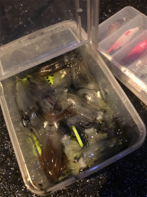 ヒイカ調査、広畑埠頭!