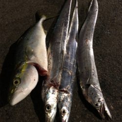 タチウオおまけにハマチ