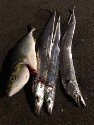 タチウオおまけにハマチ