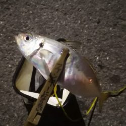 アジング練習 61