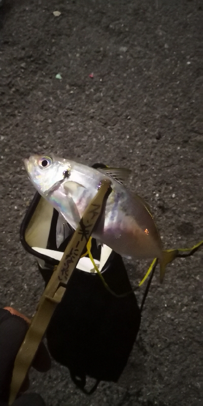 アジング練習 61