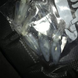 寒い中の渋いヒイカ釣りσ(^_^;)