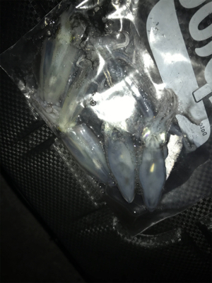 寒い中の渋いヒイカ釣りσ(^_^;)