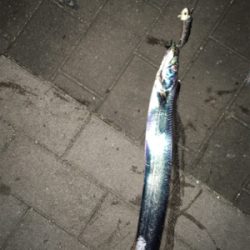 コスモチャレンジ サゴシとつ抜け