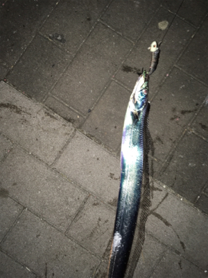 コスモチャレンジ サゴシとつ抜け