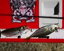 アジング練習 62