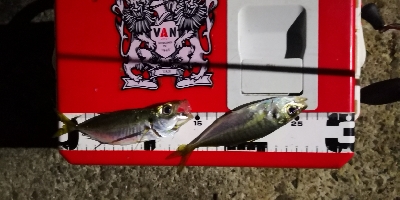 アジング練習 62