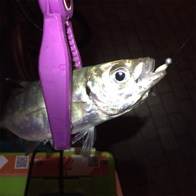 大阪湾奥アジング