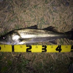 晩秋のシーバス