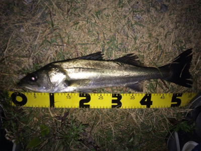 晩秋のシーバス