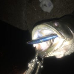 エクスセンスルアーで