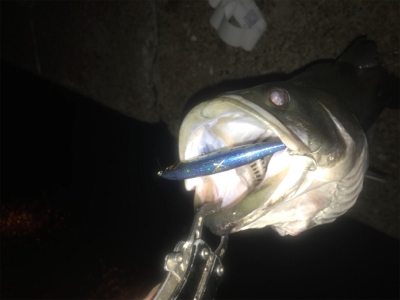 エクスセンスルアーで