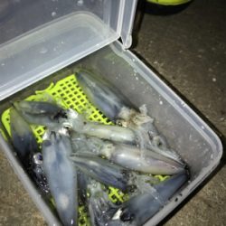 寒くてもヒイカ釣り(^.^)