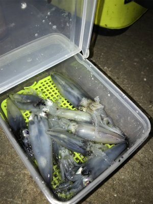 寒くてもヒイカ釣り(^.^)