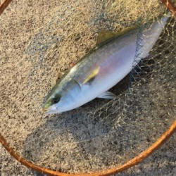 ３日連続ハマチ