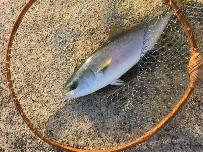 ３日連続ハマチ