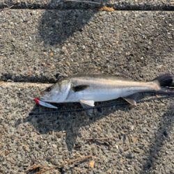 今週も親子フィシング