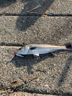 今週も親子フィシング