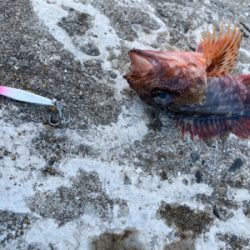 サゴシ狙いの筈が