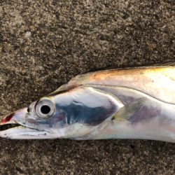 太刀魚と青物回遊　あり