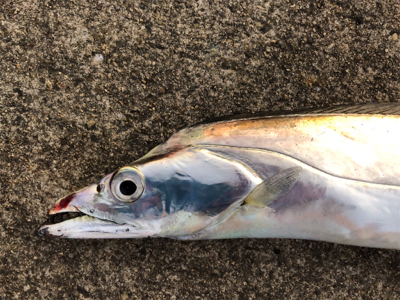 太刀魚と青物回遊　あり