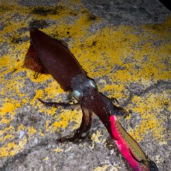 ヒイカシーズン!