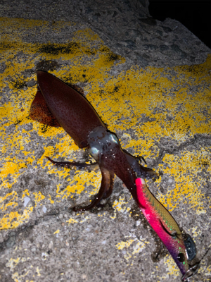 ヒイカシーズン!