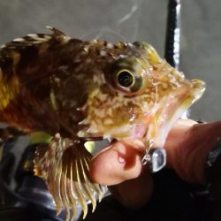 アジング練習  63