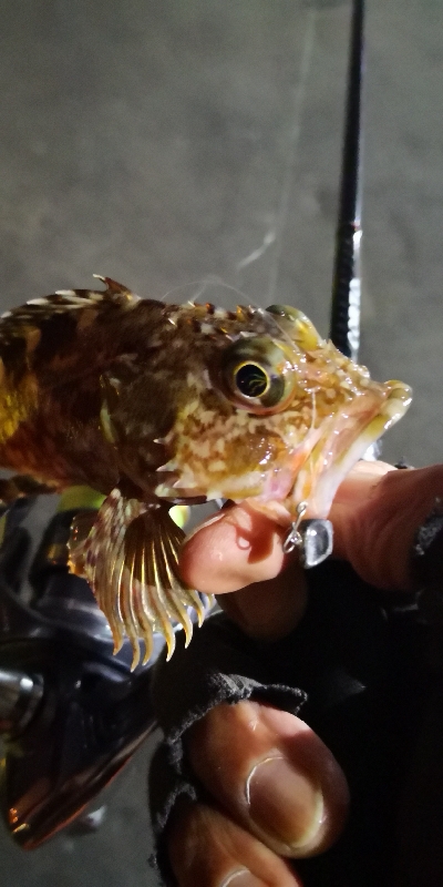 アジング練習  63