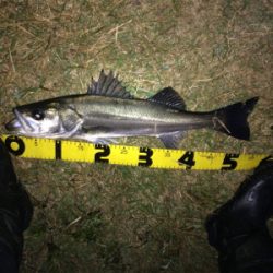 シーバスフィッシング