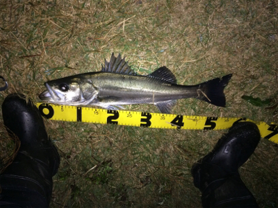 シーバスフィッシング