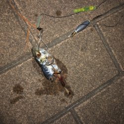 夕方の時合いが半端ないって！！