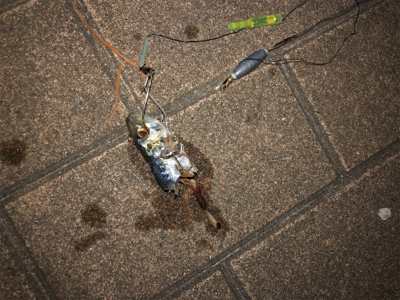 夕方の時合いが半端ないって！！