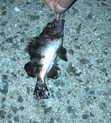 漁港アジングに今期初メバル