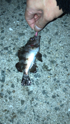 漁港アジングに今期初メバル