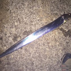 舞洲復活の兆し