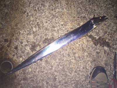 舞洲復活の兆し