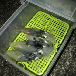 かなり厳しいヒイカ調査(＞＜)