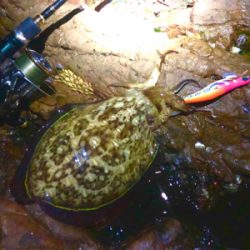 今季初キロアップ