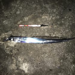 のんびりと昼から釣行