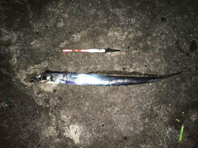 のんびりと昼から釣行