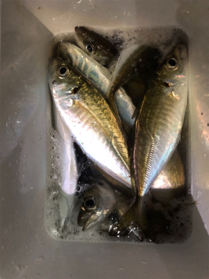 いいサイズのアジング