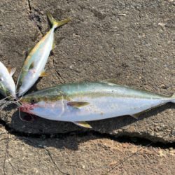 ハマチやらブリ!